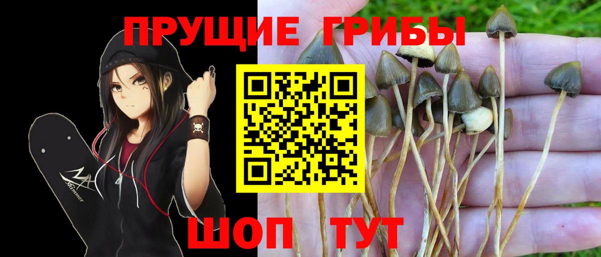 Кингисепп  Псилоцибиновые грибы GOLDEN TEACHER  Вход с VPN 